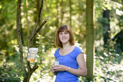 Eine junge Frau steht im Wald beim Monitoring einer Falle für Kirsch-Essig Fliegen an einem Baum. (Foto: Thomas Lohnes)