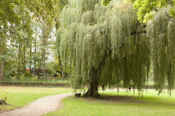 Ein kleiner Weg in einem grünen Park führt neben einer großen Trauerweide vorbei. Im Hintergrund weitere hohe grüne Bäume.