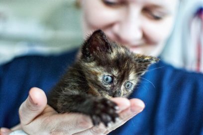 Ein Katzenbaby liegt in einer Hand. Foto: Elizaveta Shlosberg