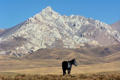 Ein Maultier steht auf einer Grasfläche, im Hintergrund ist ein Berg zu sehen.