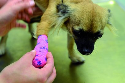 Ein kleiner Hund steht auf einer Fläche, seine rechte Pfote ist mit einem pinken Verband umwickelt und wird von einer menschlichen Hand gehalten.