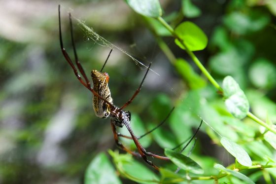 Eine Spinne hängt in ihrem Netz