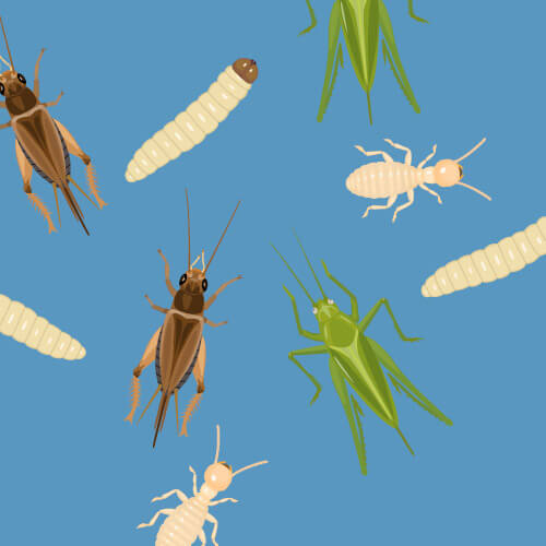 Insekten