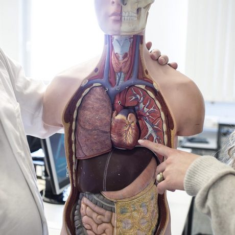 Aufnahme eines anatomischen Modelles eines Menschen, 