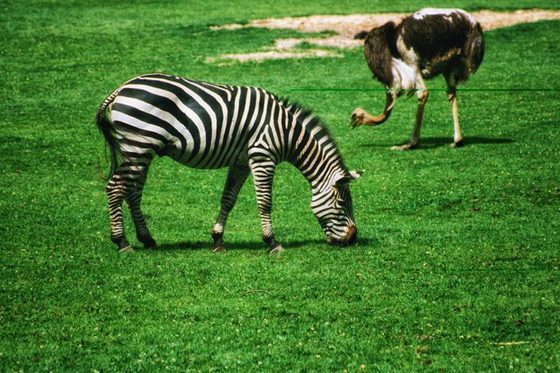 Zwei Zebras grasen auf einer Weide