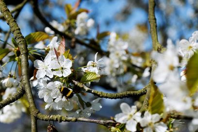 Kirschblüten und eine Hummel (Foto: Julien Fertl)