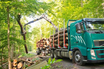 Ein Holztransporter lädt Baumstämme mit einem Kran auf.  (Foto: Hans-Martin Issler)