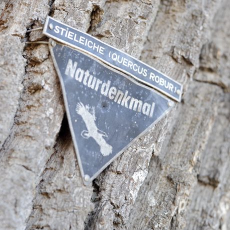 Detailaufnahme eines Schilds mit der Aufschrift "Naturdenkmal" an einem Baum (Foto: Nancy Heusel)