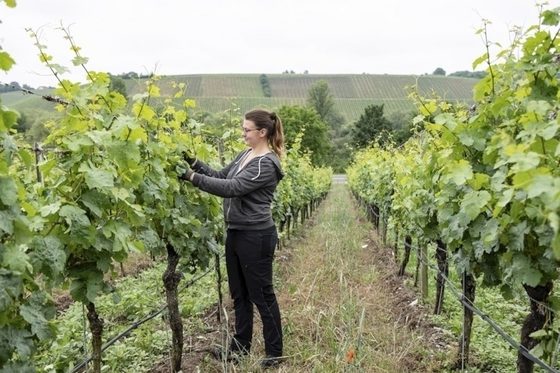 Eine junge Frau kontrolliert die Rebstöcke am Weinberg