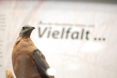 Ein Vogel ist vor dem Wort "Vielfalt" zu sehen
