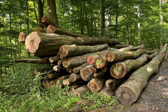Große gefällte Baumstämme liegen aufeinandergestapelt im Wald am linken Wegesrand. Im Hintergrund sind viele Laubbäume zu sehen, die Stämme wurden teilweise farblich markiert.