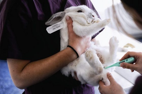 Eine Person hält ein weißes Kaninchen in der Hand, während eine andere die Temperatur des Tiers misst.